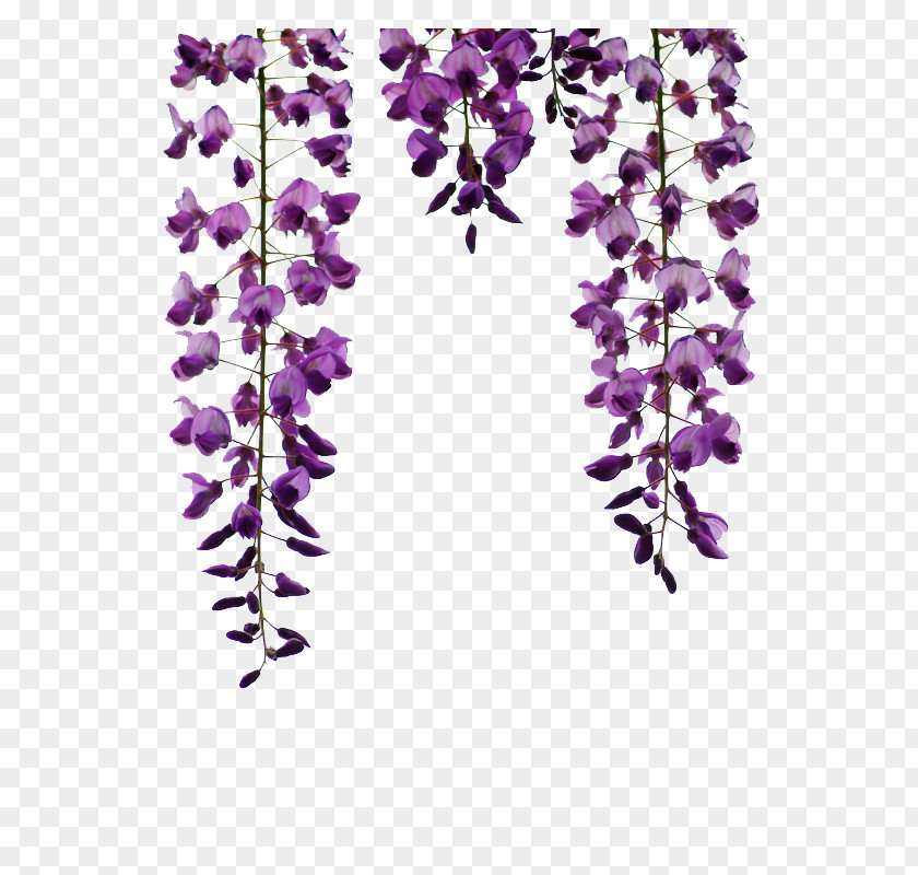 Wisteria Hanging Material PNG hanging material clipart PNG