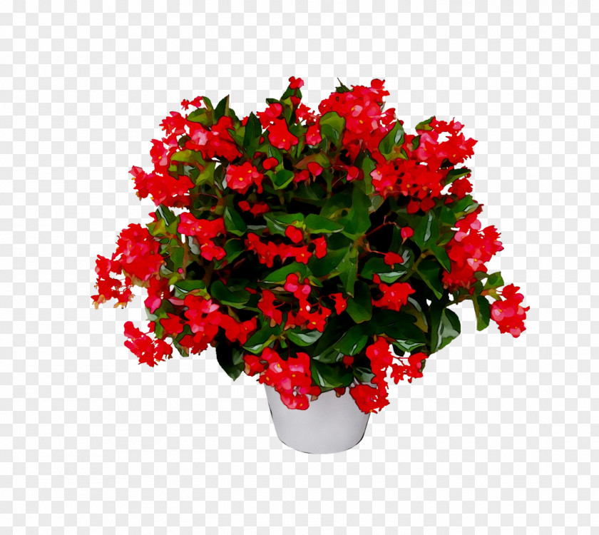 Begonia Stock.xchng Image Photograph Download PNG