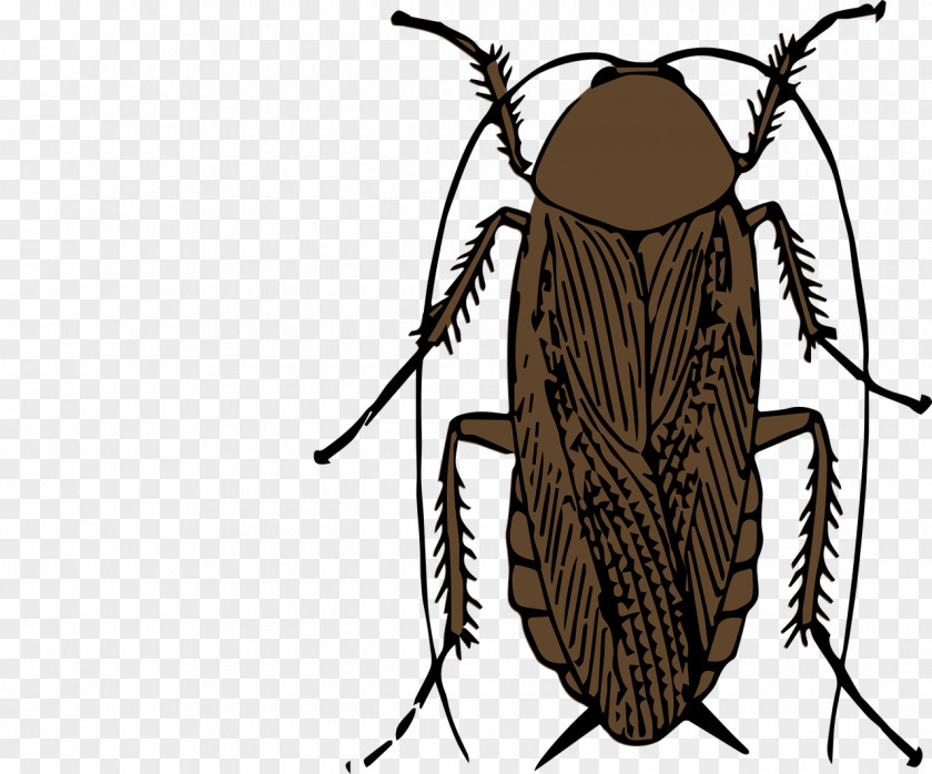 Brown Cockroach Clip Art PNG