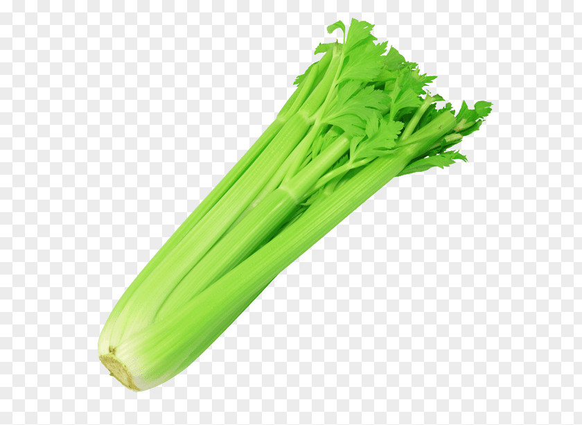 Celery Celeriac Malatang Vegetable Oenanthe Javanica PNG