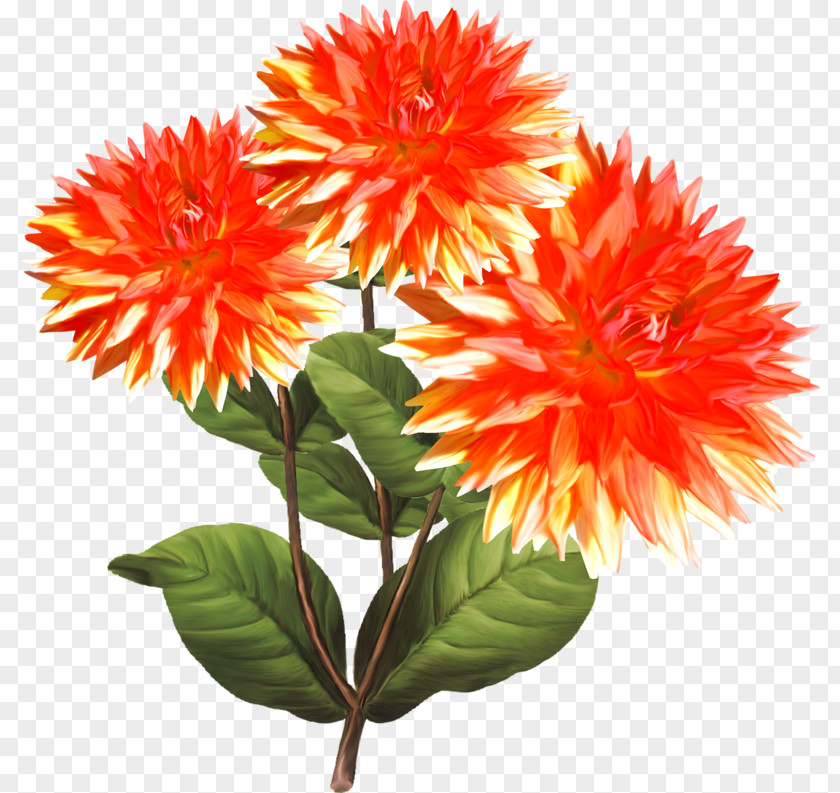 Dahlia Clip Art PNG