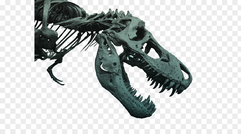 Dinosaur Skeleton Tyrannosaurus Tarbosaurus Film Triceratops PNG