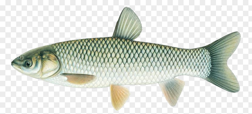 Fish Common Carp Grass Silver Bighead PNG