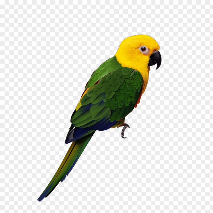 Hand-painted Parrot Lovebird Cockatiel Budgerigar PNG