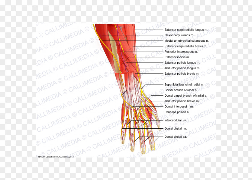 Hand Thumb Nerve Muscle Forearm Blood Vessel PNG