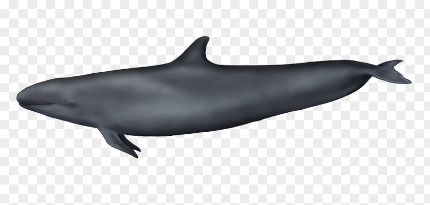 Killer Whale Tucuxi Common Bottlenose Dolphin Wholphin Rough-toothed White-beaked PNG