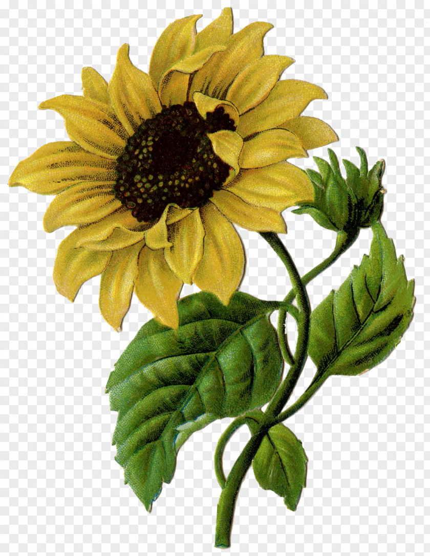Rose Clip Art Drawing Sunflower Free Content PNG