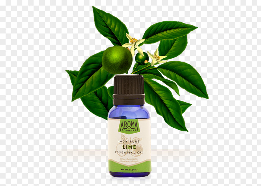 Bergamot Tree Essential Oil Tangerine Lime Orange PNG