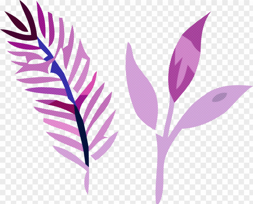 Feather PNG