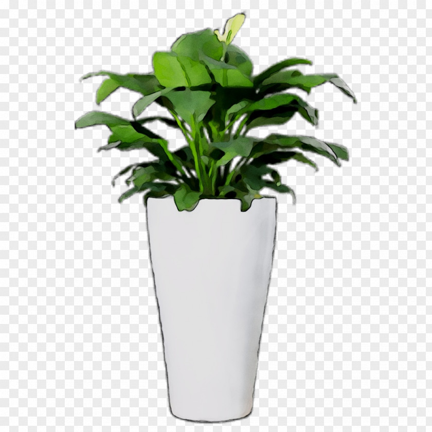Flowerpot Leaf Houseplant Tree PNG