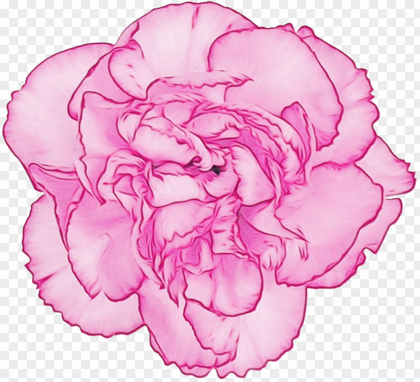 Garden Roses PNG