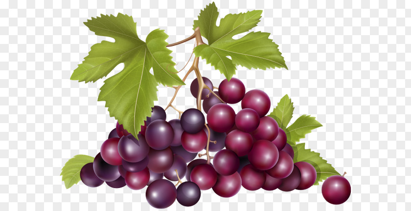 Grape Zante Currant Common Vine Wine Fruit PNG