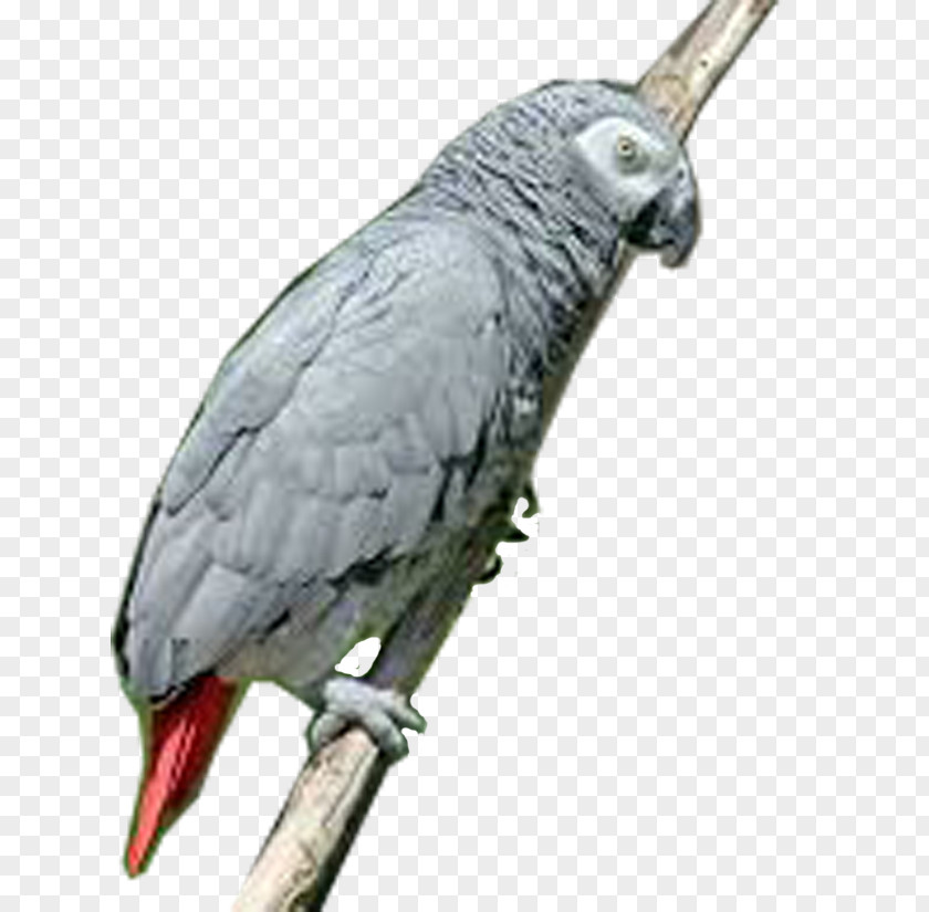Grey Greater Vasa Parrot Bird PNG