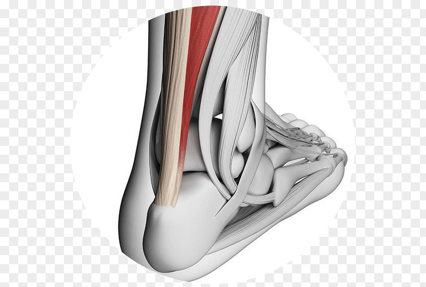Heel Bone Pain Achilles Tendinitis Tendon Tendinopathy PNG