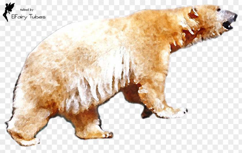 Kodiak Bear Adaptation Polar Cartoon PNG