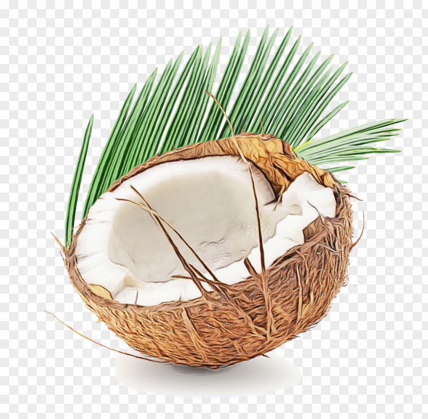 Pine Family Palm Tree PNG