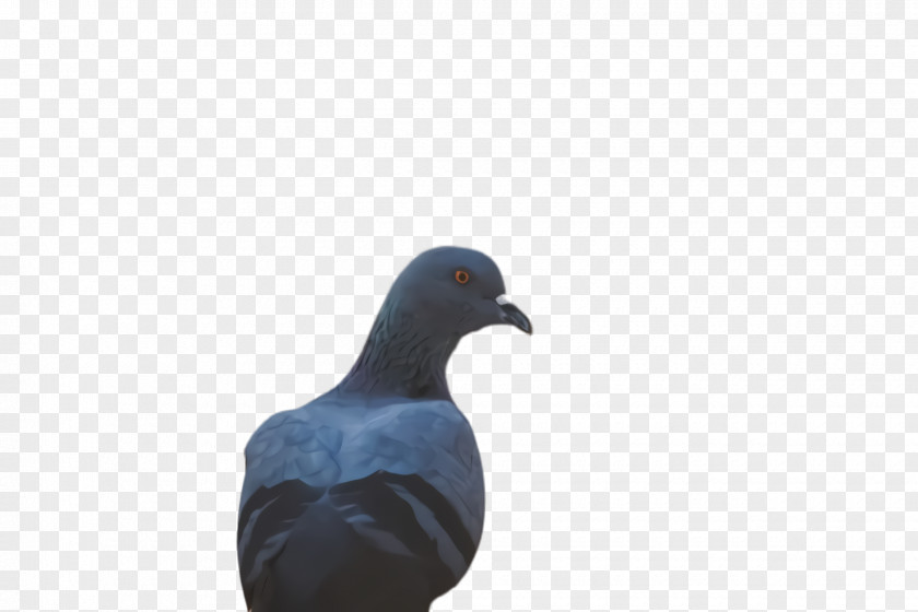 Seabird Neck Dove Bird PNG