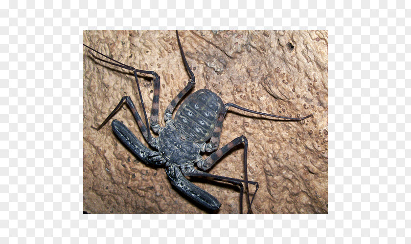 Scorpion Spider Damon Diadema Variegatus Amblypygi PNG