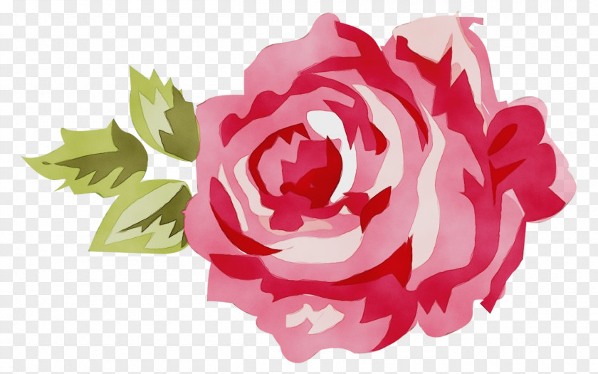 Cut Flowers Plant Garden Roses PNG