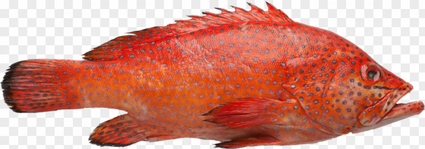 Fish Northern Red Snapper Grouper White Brown Spotted Reef Cod PNG