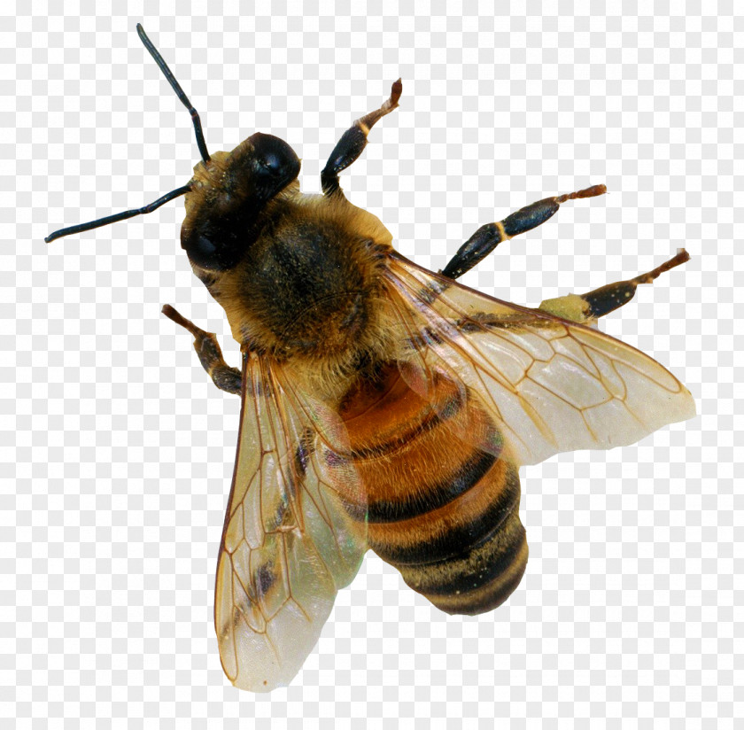 Honey Bee Insect PNG