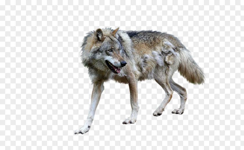 Yorkshire Terrier Alaskan Tundra Wolf Coyote Wolfdog Jackal PNG