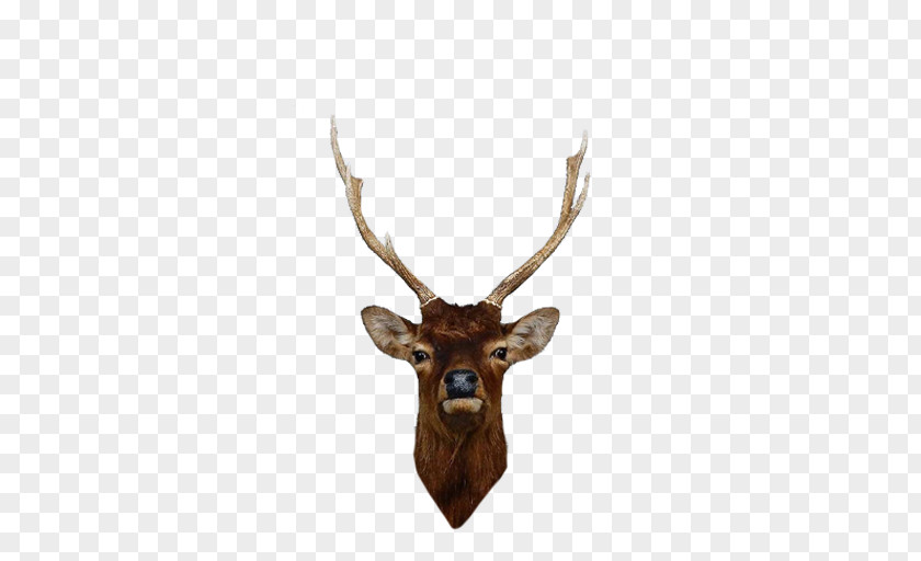 Deer Elk Red Reindeer Antler PNG