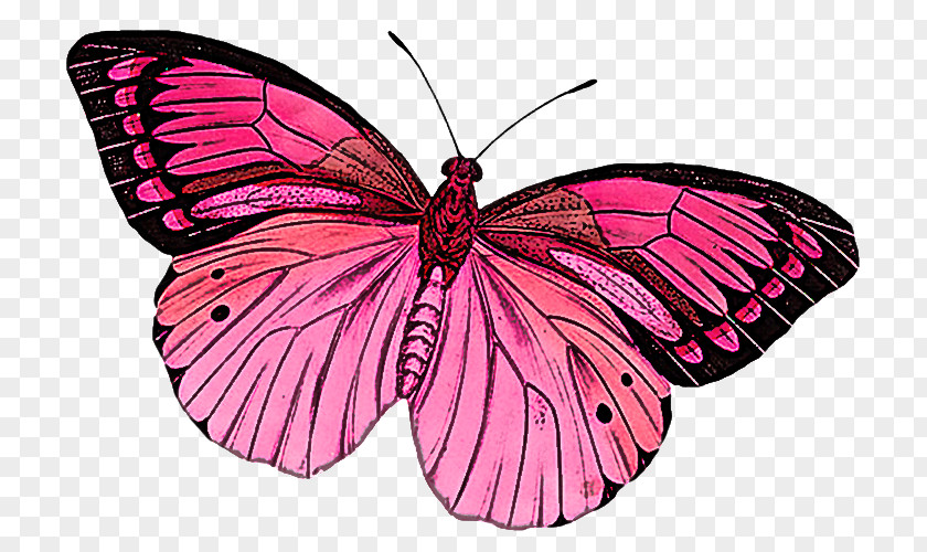 Wing Magenta Moths And Butterflies Butterfly Insect Pink Pollinator PNG