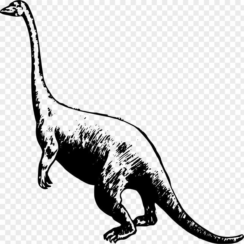 Dinosaur Tyrannosaurus Velociraptor Ankylosaurus Triceratops Deinonychus PNG