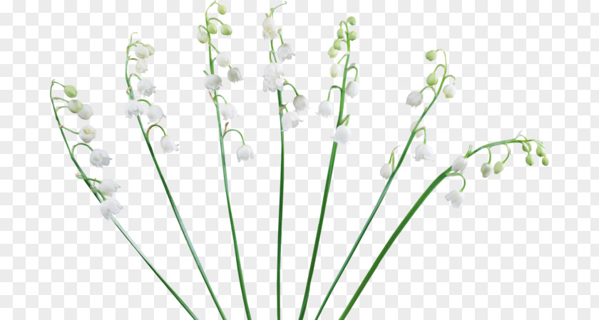 Lily Of The Valley Icon Lavender Floral Design Cut Flowers Plant Stem PNG