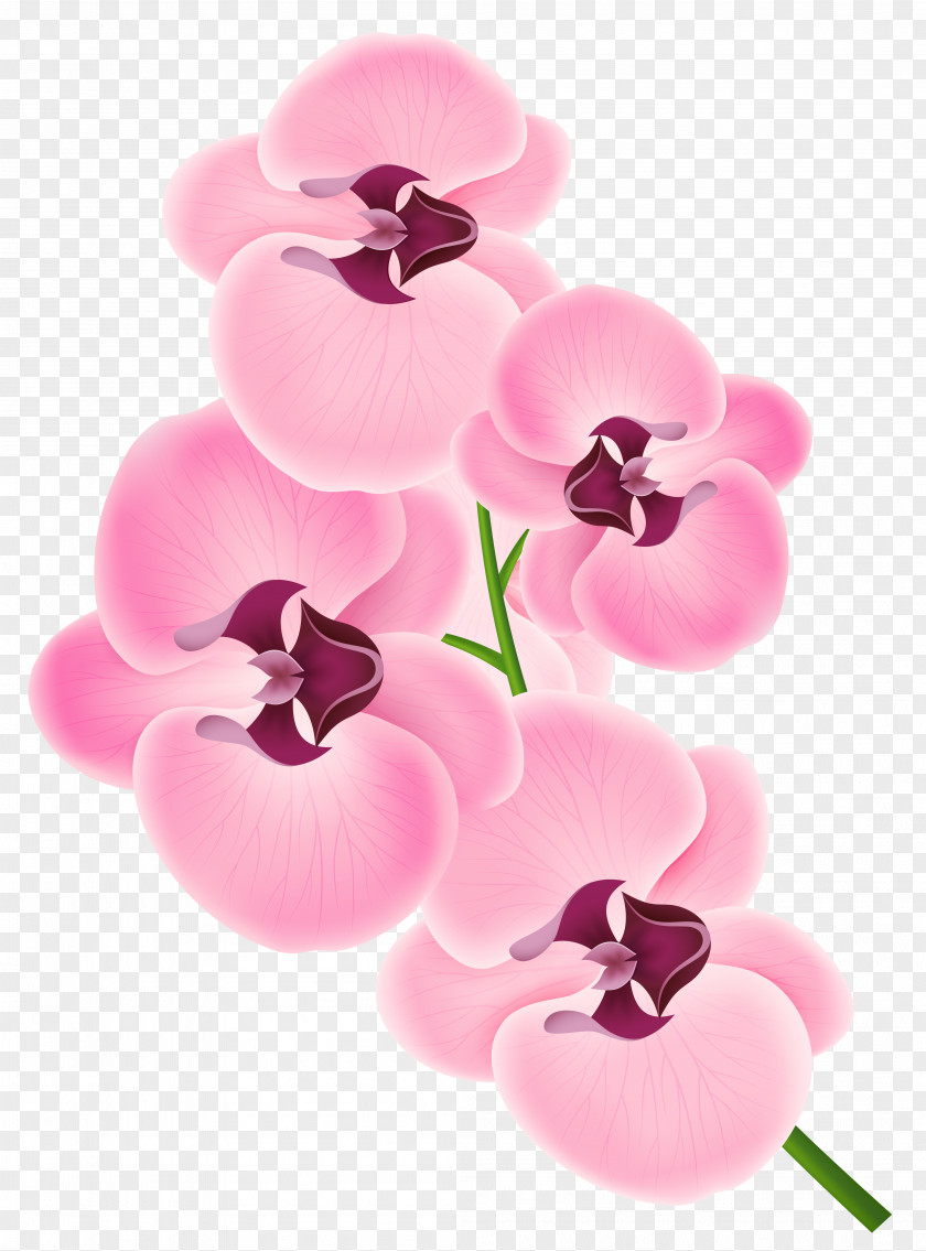 Pink Orchid Clipart Image Orchids Clip Art PNG