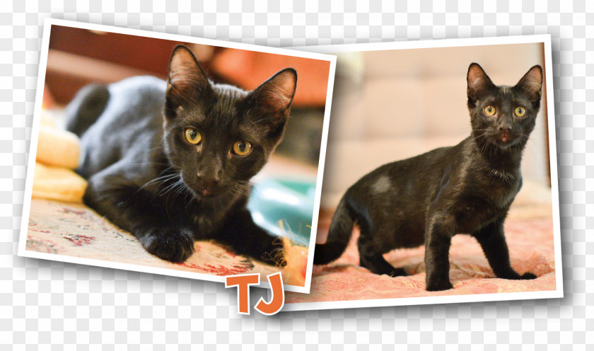 Yorkie Bombay Cat Kitten Black Domestic Short-haired Carnivora PNG