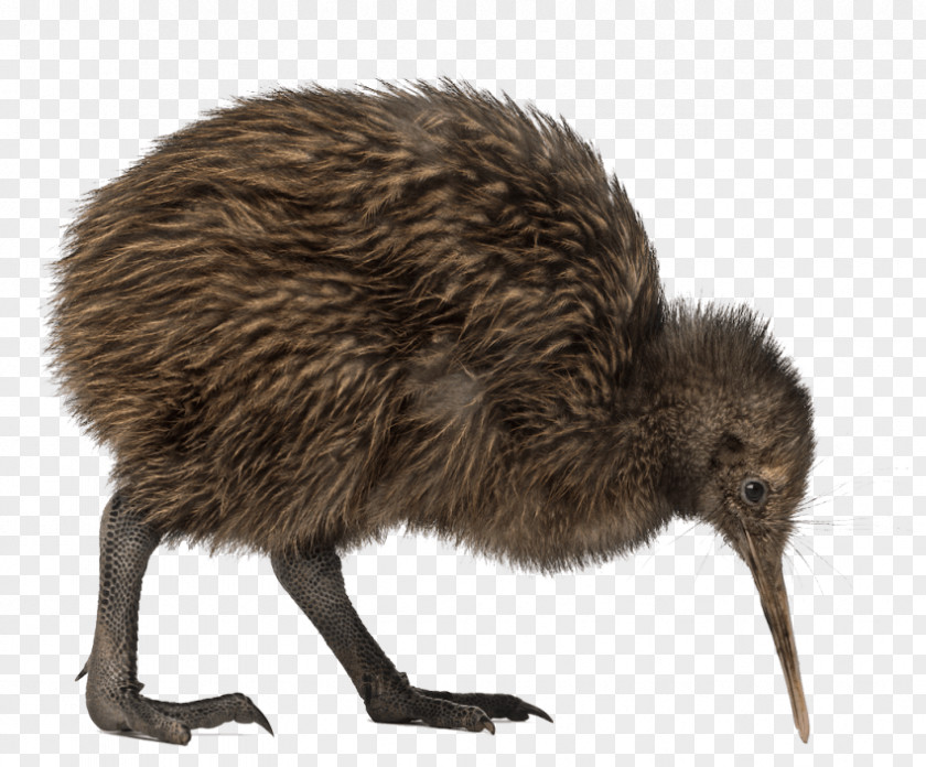 Bird North Island Brown Kiwi Great Spotted Little PNG