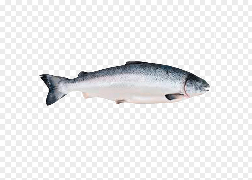 Fish Chinook Salmon Seafood PNG