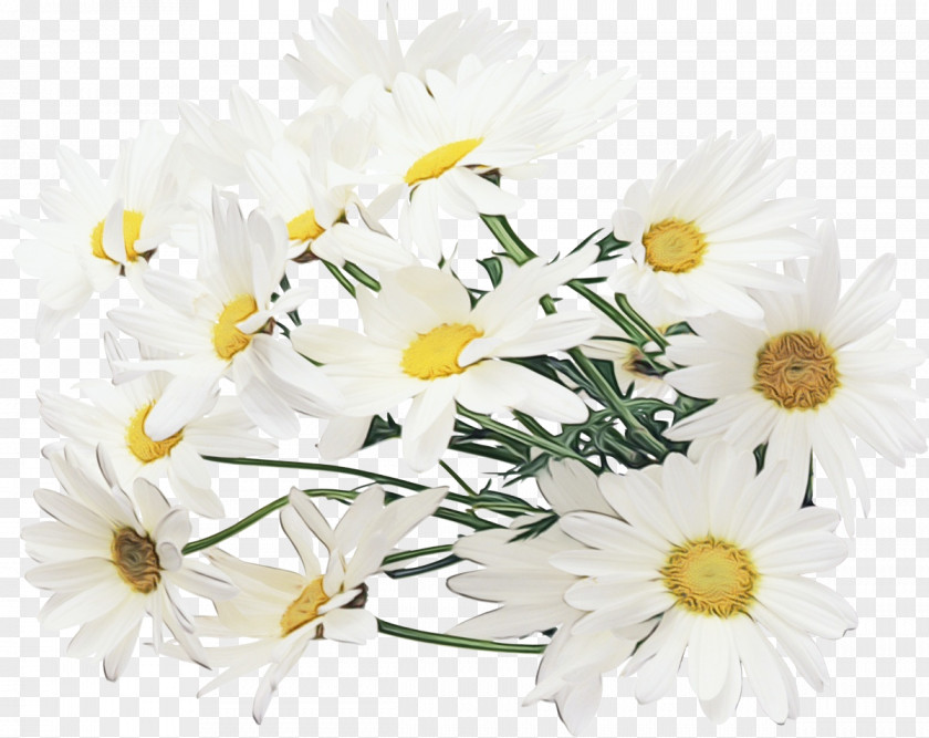 Plant Camomile Daisy PNG
