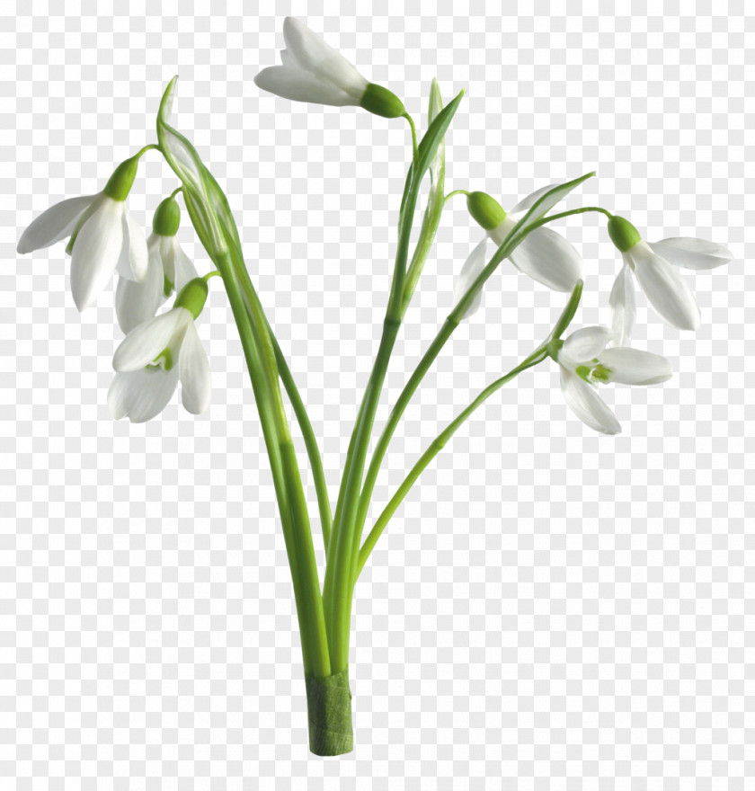 Crocus Snowdrop Desktop Wallpaper Flower Spring PNG