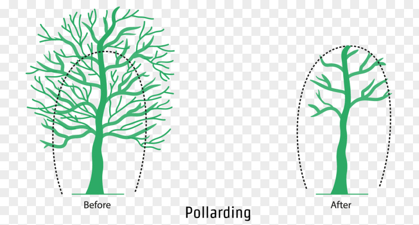 Diagram Vascular Plant Oak Tree Leaf PNG