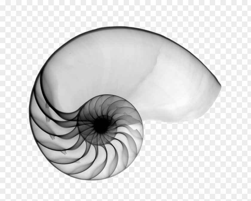 Hand Painted Nautilidae Seashell Mollusc Shell Chambered Nautilus X-ray PNG