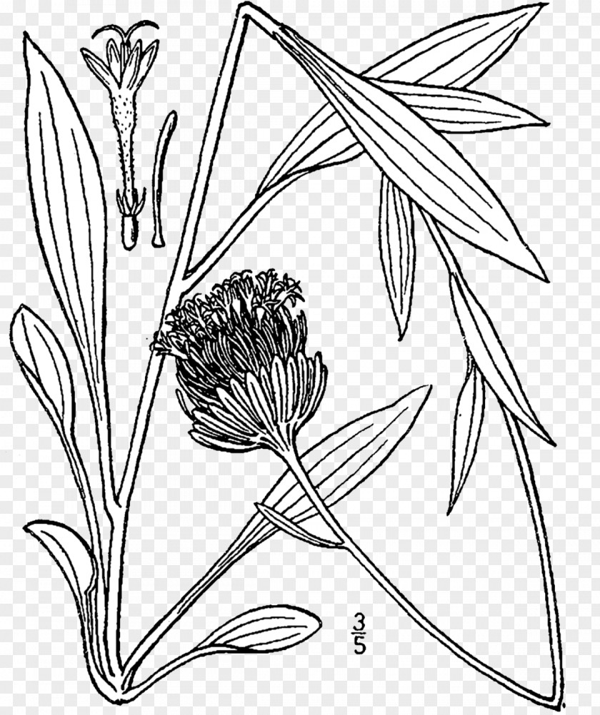 Marshallia Grandiflora Line Art Appalachia Floral Design PNG