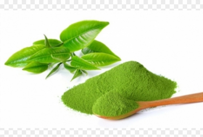 Tea Leaf Green Matcha Camellia Sinensis Japanese Cuisine PNG