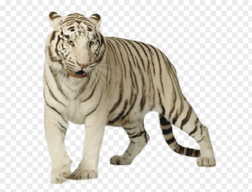 Cat Felidae Golden Tiger White Clip Art PNG