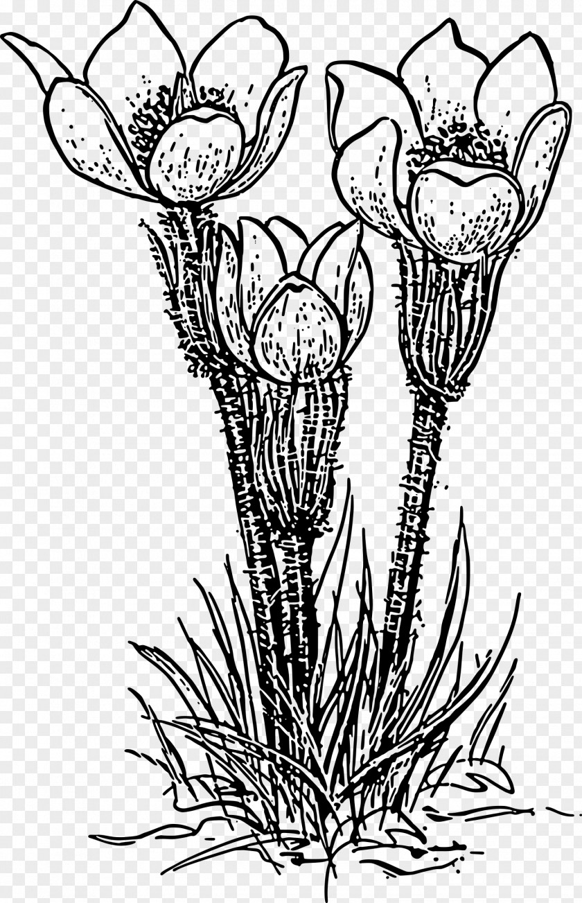Crocus Rose Plant Flower Clip Art PNG
