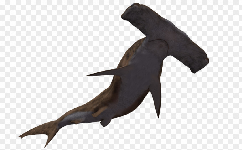 Shark Great Hammerhead Scalloped PNG
