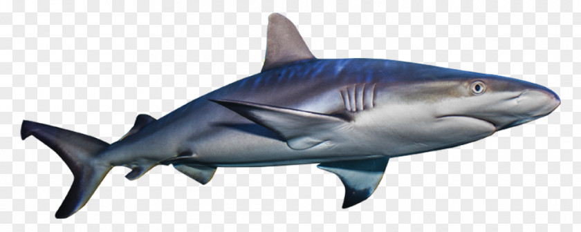 Sharks Tiger Shark Great White Lamniformes Loveland Living Planet Aquarium Basking PNG