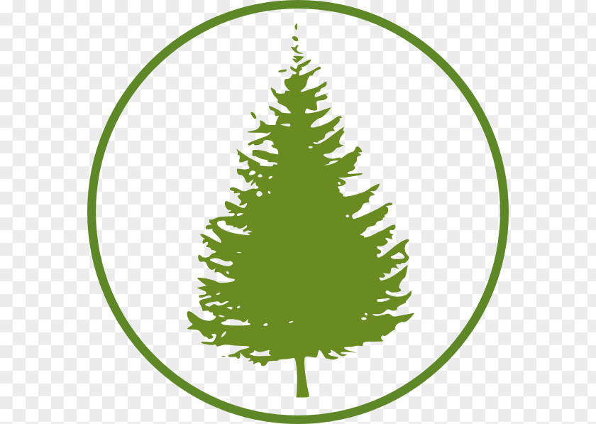 Tree Eastern White Pine Fir Clip Art PNG