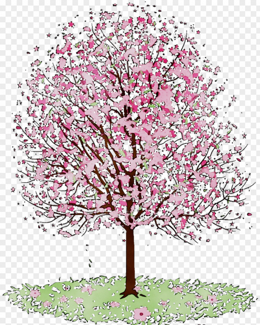 Cherry Blossom ST.AU.150 MIN.V.UNC.NR AD Flowering Plant Cherries Illustration PNG