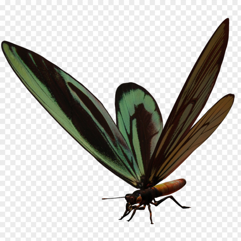 Insect Butterfly Beetle Icon PNG