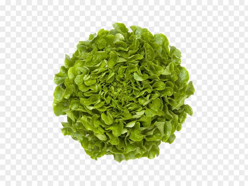 Vegetable Leaf Mesclun Salad Capitata Group PNG