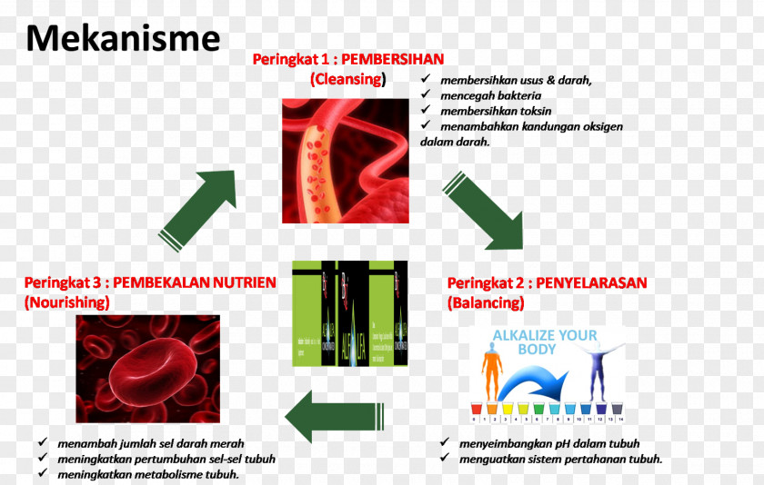 Alfalfa Pulse Vitamin K Disease Legume PNG