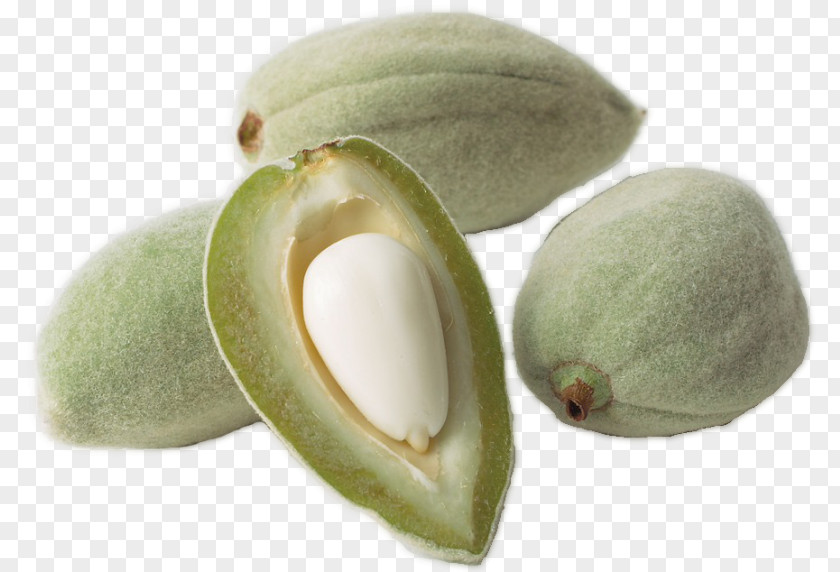 Almond Oil Nut Dried Fruit Tree PNG
